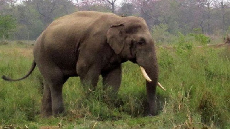 झापा गाउँपालिकामा जंगली हात्तीको आतंक